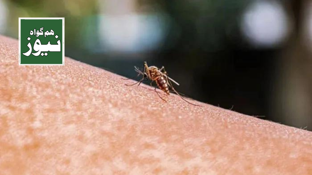 وہ عوامل جو آپ کو مچھروں کے لیے مقناطیس بنا دیتی ہیں